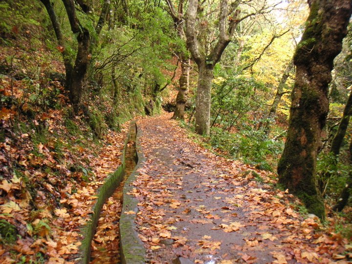 Levada walk through laurel forest